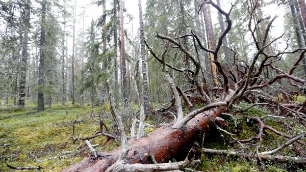 Tuoreimmassa uhanalaisuusarviossa vuodelta 2019 Suomen kaikkiaan noin 50 000 lajista  uhanalaisiksi arvioitiin 2 667. Metsälajeista uhanalaisia on suhteellisesti vähemmän kuin muissa maaekosysteemeissä. (Kuva  Sami Karppinen)
