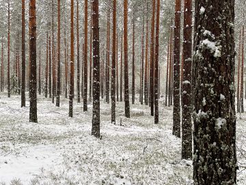 Eteläsavolaisen tilan kasvatusmetsät ovat hyvässä arvokasvussa ja tiestö kunnossa. (Kuvaaja: Jussi Salomäki)