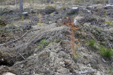 Eniten istutusten onnistumiseen vaikuttavat istutusaika, taimien pakkaus- ja säilytystapa sekä muokkaus. (Kuvaaja: Sami Karppinen)