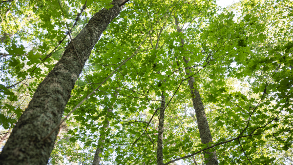 Ilmaston lämmetessä jalot lehtipuut ja vaihtoehtoiset puulajit pärjäävät entistä pohjoisempana. Mänty, kuusi ja koivut ovat silti tulevaisuudessakin pääpuulajit. (Kuva: Seppo Samuli)