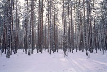Metsät sitoisivat enemmän hiiltä, kun niitä harvennettaisiin nykyistä lievemmin ja lannoitettaisiin nykyistä enemmän.
