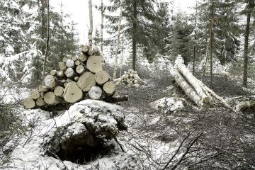 Ajokasat pyrit- tiin nostamaan mahdollisim- man korkealle hyödyntämällä maastoa, kuten mättäitä ja tuulenkaatojen juuripaakkuja aluspuilla.