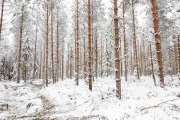 Heikkolaatuisenkin männikön yleisilme kohenee usein hämmästyttävän paljon   tehdyn ensiharvennuksen tuloksena. (Kuva: Sami Karppinen)