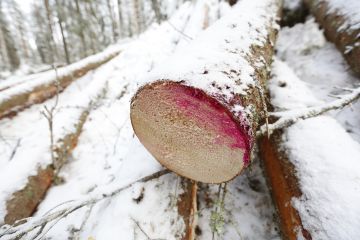 Järeysrunkohinnoittelu kannustaa lihottamaan harvennuspuustoa, sillä puuston keskijäreyden noustessa myös puusta maksettava runkohinta nousee. (Kuva Sami Karppinen)