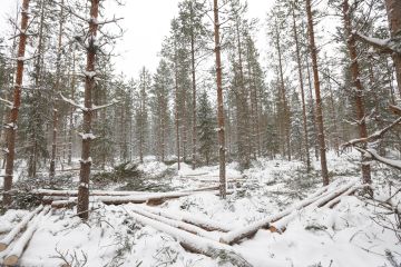 Kuitu- ja energiapuulle on nyt kysyntää Lapissa. (Kuvaaja: Sami Karppinen)