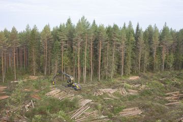 Metsänomistaja voi joutua miettimään tulevaisuudessa metsänkasvatus ja uudistamispäätöksiään aiempaa useammalta kantilta. (Kuvaaja: Sami Karppinen)