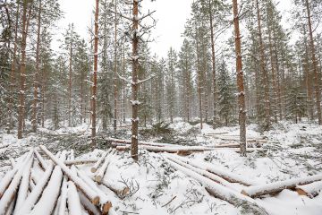 Ensiharvennusten korjuujälki on noussut  keskustelunaiheeksi. Paljon auttaa jo se, että harvennuksen yksityiskohdat, kuten jätettävien puiden määrä, sovitaan ajoissa. (Kuvaaja: Sami Karppinen)