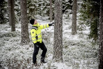 Luopajärven sahan metsäpäällikkö Juha Anttilan toiveleimikko on suoraa satavuotiasta oksatonta männikköä. Vielä niitä löytyy.  (Kuvaaja: Johannes Tervo)