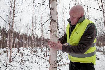 Veli-Jussi Jalkanen mittailee kymmenvuotiaan koivikkonsa valtapuita. Kymmenen vuotta sitten sama maisema oli avoin. (Kuvaaja: Mikko Riikilä)