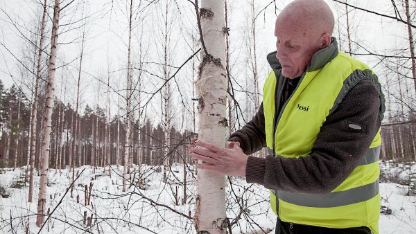 Veli-Jussi Jalkanen mittailee kymmenvuotiaan koivikkonsa valtapuita. Kymmenen vuotta sitten sama maisema oli avoin. (Kuvaaja: Mikko Riikilä)