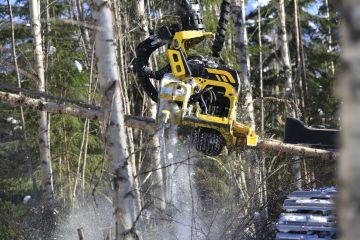 Valtaosa metsätalouden tuesta on viime vuosina käytetty taimikonhoitoon ja nuoren metsän hoitoon. (Kuvaaja: Sami Karppinen)