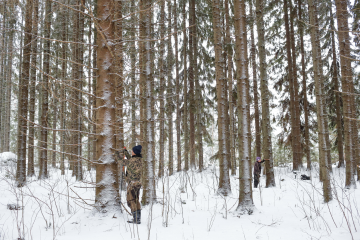 Kuusten korkealle karsiutuneet suorat rungot muodostavat vaikuttavan pylväikön.