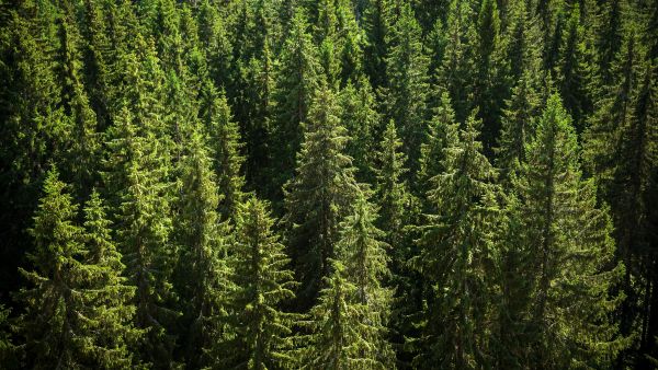 Suomalaisten metsien hiilensidonta kuuluu valtiolle, eikä metsänomistaja voi sitä myydä. 