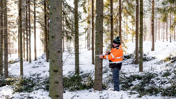 Savonlinnan Moinsal- men kylällä sijaitsevaan noin 50-vuotiaaseen kuusikkoon avoin metsävaratieto ehdotti päätehakkuuta vuodelle 2023. Metsäasiantuntija Vesa Laukkanen (kuvassa) ja metsänomistaja näkivät järkevämmäksi harvennushakkuun. Puuston keskiläpimitta on noin 25 senttiä. (Kuva: Sirpa Mikkonen)