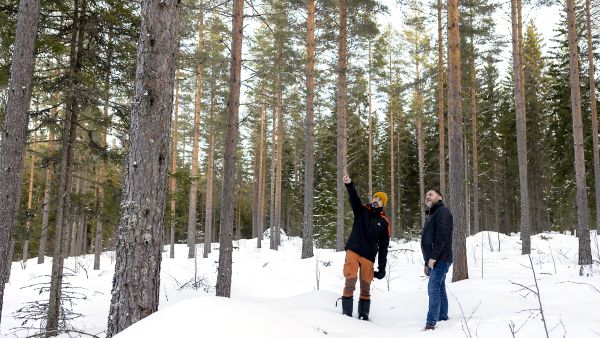 Tuoreen kankaan metsäksi 65-vuotias männikkö olisi jo turhan iäkäs kohde hiilikauppaan. Tämä kuivahkolla kankaalla kasvava metsä kuitenkin kelpaa, sillä sen päätehakkuuseen on vielä aikaa, toteavat Pirkanmaan metsänhoitoyhdistyksen johtaja Jussi Parviainen (vas.) ja Green Carbonin toimitusjohtaja Matti Toivonen. (Kuvaaja: Marjaana Malkamaki)