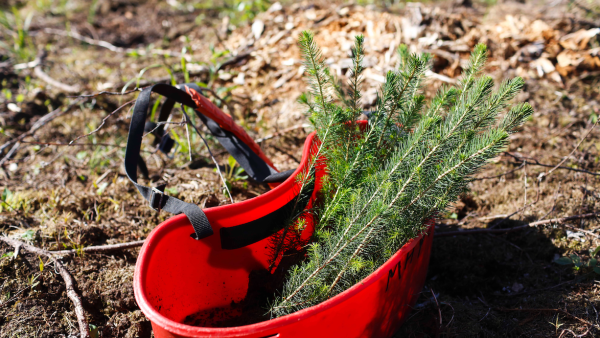 Metsänuudistamisen voi ostaa palvelupakettina, johon kuuluu maanmuokkaus, taimet ja taimien istutus. (Kuva: Sami Karppinen)