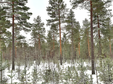 Palstojen maapohjat olivat hyväkasvuisia tuoreita ja kuivahkoja kankaita. (Kuva: Jussi Salomäki)