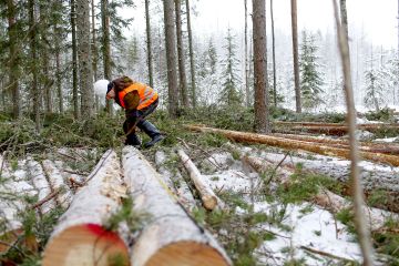 Metsätilan maantieteellinen sijainti vaikuttaa siihen, miten usein puuta myydään. Esimerkiksi Pohjois-Pohjanmaalla ja Lapissa tehdään harvemmin metsänkäyttöilmoituksia kuin Etelä-Savossa. (Kuvaaja: Sami Karppinen)