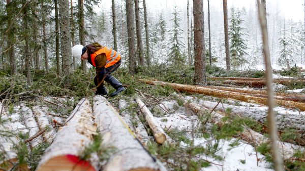 Metsätilan maantieteellinen sijainti vaikuttaa siihen, miten usein puuta myydään. Esimerkiksi Pohjois-Pohjanmaalla ja Lapissa tehdään harvemmin metsänkäyttöilmoituksia kuin Etelä-Savossa. (Kuvaaja: Sami Karppinen)