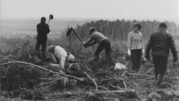 1960-luvun alussa yhä useammalle metsänomistajalle tuli tutuksi taimien istuttaminen. Kuvassa istutetaan mäntyjä Iljanvaarassa Ilomantsissa. (Kuva: Metsämuseo Lusto)