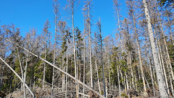 Kirjanpainaja ei ole ainoa kuusesta pitävä kaarnakuoriainen. Tällä kertaa puita tappoivat aito- monikirjaaja ja kuusentähtikirjaaja. Kuva Ahvenanmaalta. (Kuvaaja: Markus Melin)