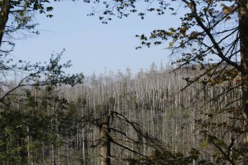 Harzin alueen harmaat kuusikot ovat kenelle tahansa pysäyttävä näky. Saksassa monille metsäammattilaisillekin kuusikoiden massiiviset kuolemat ovat olleet henkisesti raskaita käsitellä. (Kuva: Sami Karppinen)