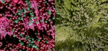Vasemmanpuoleisessa kuvassa on korkean resoluution satelliittikuvasta muodostettu väärävärikuva. Elävä kasvillisuus näkyy punaisena, sillä se heijastaa voimakkaasti infrapunavaloa. Vihreällä näkyvät KOKO Forestin käyttämän menetelmän tunnistamat kuolleet puut. Oikeanpuoleinen kuva on otettu droonilla samasta paikasta. (Kuvaaja: KOKO Forest)
