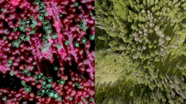 Vasemmanpuoleisessa kuvassa on korkean resoluution satelliittikuvasta muodostettu väärävärikuva. Elävä kasvillisuus näkyy punaisena, sillä se heijastaa voimakkaasti infrapunavaloa. Vihreällä näkyvät KOKO Forestin käyttämän menetelmän tunnistamat kuolleet puut. Oikeanpuoleinen kuva on otettu droonilla samasta paikasta. (Kuvaaja: KOKO Forest)