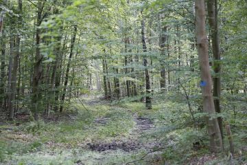 Saksalaisessa metsässä ajourat pysyvät samoilla paikoilla läpi kiertoajan. Myös uudistusaloilla käytetään samoja ajouria. Urat on digitoitu karttajärjestelmiin, mutta paikallinen metsäammattilainen merkkaa urat myös maastoon spraymaalilla. (Kuva: Sami Karppinen)
