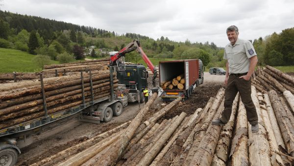 Forstamt Gehrenin johtaja Karsten Rose seurasi toukokuussa, kun kiinalaisen puunostajan edustajat lastasivat kirjanpainajan kuivattamia kuusia kontteihin Thüringenin osavaltiossa. Kuva: Sami Karppinen.