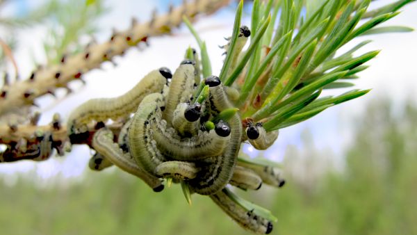 Ruskomäntypistiäisen toukat söivät männynneulasia tänä kesänä etenkin Itä-Suomessa. Tuhojen odotetaan jatkuvan ensi keväänä. (Kuvaaja: Tiia Puukila)