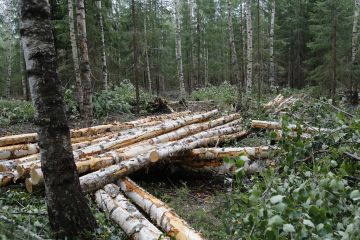 Kuitupuuta ohjautuu tällä hetkellä paljon energiakäyttöön, joka ylläpitää kilpailua harvennusleimikoista. (Kuvaaja: Sami Karppinen)