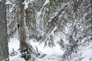 Pohjois-Savossa on ammuttu laittomasti ja suunnitelmallisesti muun muassa ilveksiä. Kuvan ilves ei liity tapaukseen.