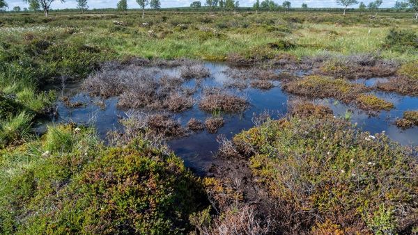 Lämpenemisen seurauksena esimerkiksi palsasuot ja ikirouta sulavat. Kuvassa sulanut palsakumpu Inarista. (Kuva: Syke)