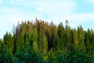 Kirjanpainaja on tappanut kuusia tänä kesänä muun muassa itärajan tuntumassa Nuijamaalla. (Kuva: Juha Kokkonen)