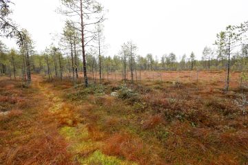  Suometsien hoito menee uusiksi. Heik- kotuottoisimmilla kohteilla metsätalouden jatkamista ei enää tueta. (Kuvaaja: Sami Karppinen)