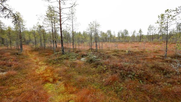 Suometsien hoito menee uusiksi. Heik- kotuottoisimmilla kohteilla metsätalouden jatkamista ei enää tueta. (Kuvaaja: Sami Karppinen)