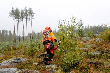 Kylvötaimikon varhaisperkauksessa etukasvuinen vesakko poistetaan mäntyjen päältä. Metsähallituksen metsuri Kari Puoliväli näyttää mallia. (Kuvaaja: Sami Karppinen)