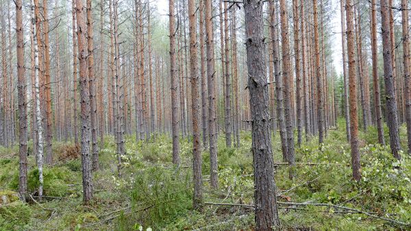 Puun hintojen nousu harvennushakkuilla näkyy myös tila-arvioissa. Hehtaari kasvatusmetsää on Etelä-Suomessa nyt noin tuhat euroa arvokkaampaa kuin vuosi sitten. (Kuvaaja: Sami Karppinen)