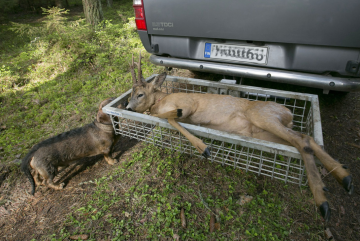 Luonnonvarakeskuksen epävirallisen arvion mukaan metsäkauriita on Suomessa 95 000–100 000. 