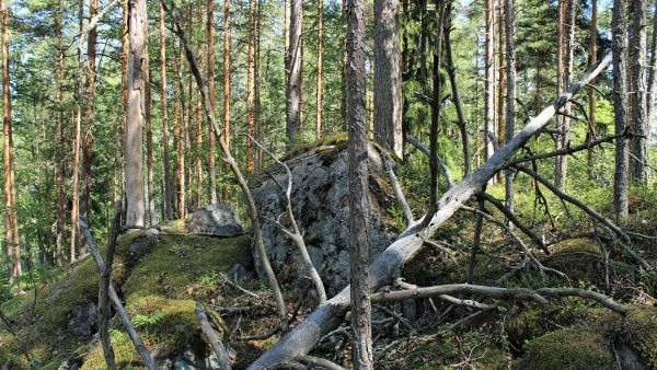 Tattarisaaren metsä on monimuotoinen ja luonnontilassa. (Kuva: Marjo Kuisma)