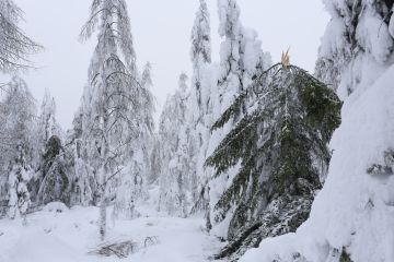 Lumituhossa kuusen tai männyn runko katkeaa oksille kertyneen lumen painosta ja puun latvus tippuu maahan. (Kuva: Sami Karppinen)