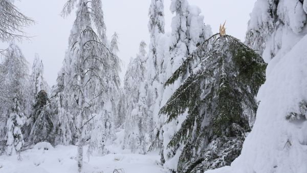 Lumituhossa kuusen tai männyn runko katkeaa oksille kertyneen lumen painosta ja puun latvus tippuu maahan. (Kuva: Sami Karppinen)