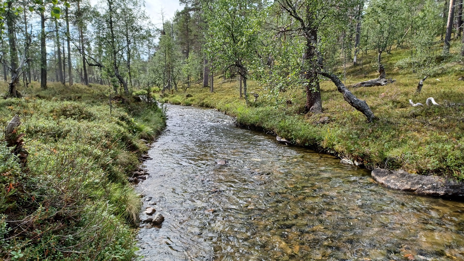 metsäntapsa