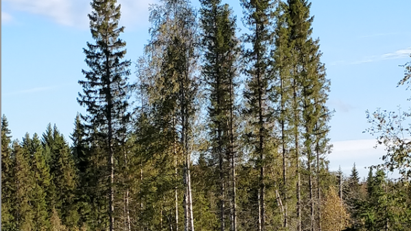 Monimuotoisuuslisät kannustavat jättämään säästöpuita ja tekopökkelöitä sertifiointiehtoja enemmän. (Kuva: Mikko Häyrynen)