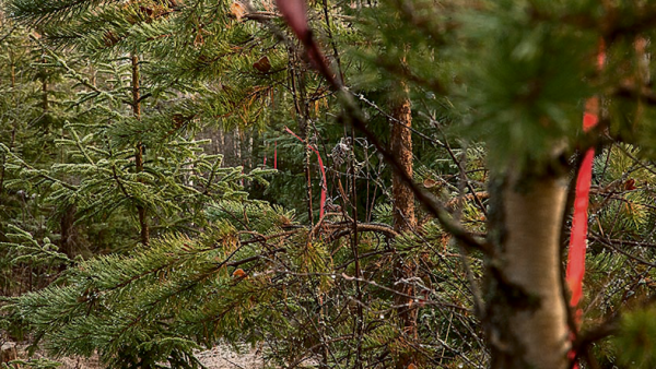 Metsätilakauppa on hiljentynyt. Vuoden alusta syyskuun puoliväliin on kauppoja tehty 1 600 kappaletta. (Kuva: Seppo Samuli)