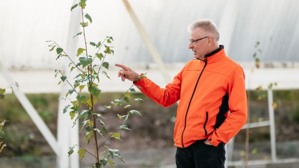 Keväällä vartetut uuden koivun siemenviljelmän vartteet ovat venähtäneet kesässä yli miehen mittaisiksi. Tapion metsäpäällikkö Hannu Niemelä uskoo niiden yltävän kattoon tulevana kesänä. (Kuvaaja: Netta Alastalo)