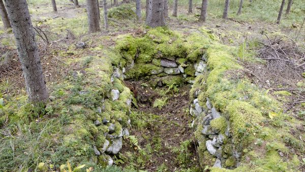 Kaskiajan nauriskuoppa Lieksan Varpovaaralta. Kuoppa on kaivettu etelärinteeseen, sen seinämät on vahvistettu kiveyksellä ja kuopanpohjalle kertyvä vesi johdettu kiveystä myöten alarinteeseen kaivettuun ojaan. Kuopan ikää voi vain arvailla. (Kuvaaja: Ari Komulainen)