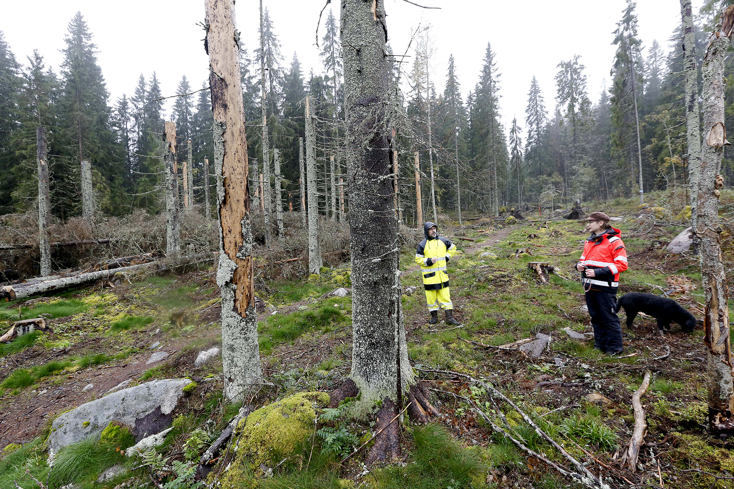 Toistaiseksi Jyväskylän kaupungin metsistä ei ole korjuun yhteydessä viety pois yhtään kuollutta puuta, vaan ne on jätetty monimuotoisuutta lisäämään. Aihe on näin haluttu tehdä tietoisesti myös asukkaille ja alueella liikkuville näkyväksi, kaupungin vastaava metsäasiantuntija Reijo Puttonen (vas.) ja metsäasiantuntija Arto Vuorinen sanovat. (Kuvaaja: Sami Karppinen)