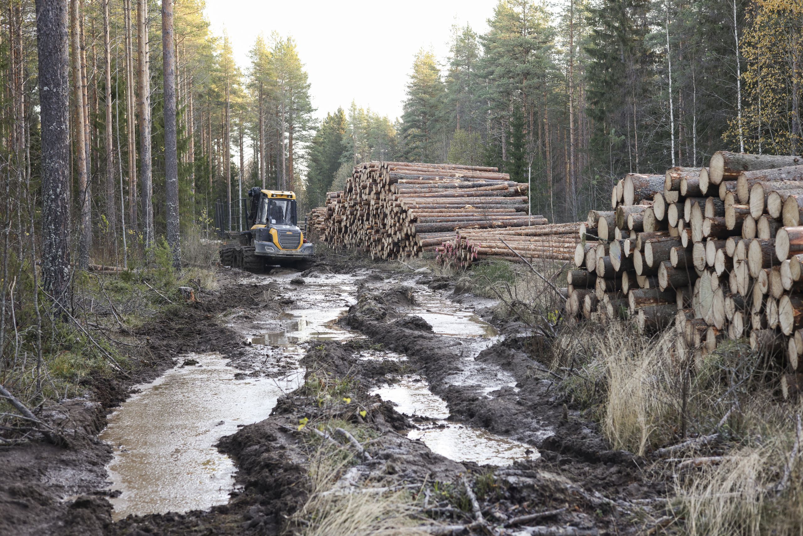 Pohjois-Pohjanmaalla korjuuta on jouduttu rajoittamaan kantavimmille leimikoille. Toissa viikolla Haapajärvellä näytti tältä. (Kuvaaja: Pirkko Vuohtoniemi)